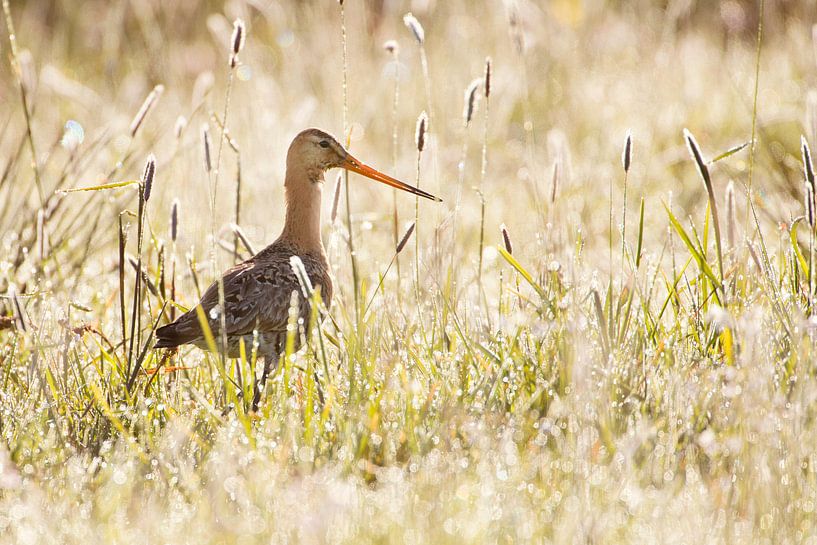 Uferschnepfe (limosa limosa) auf einer Wiese von Marcel van Kammen