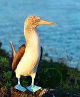 Gros plan sur le fou à pieds bleus dans le parc national des Galápagos.