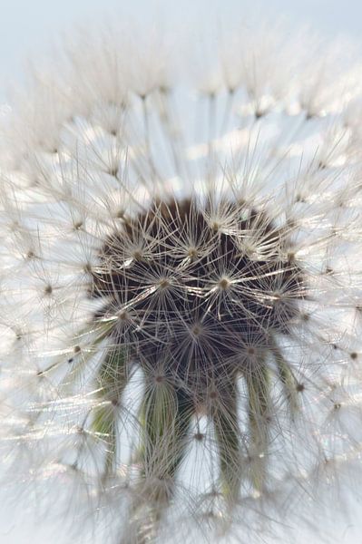 Durchscheinender Löwenzahnsamen von Wieland Teixeira