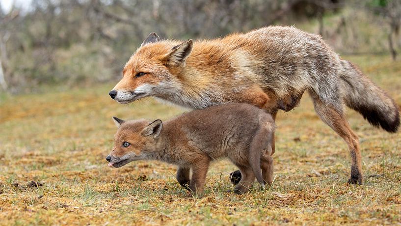 Un bébé renard court avec sa mère par Patrick van Bakkum