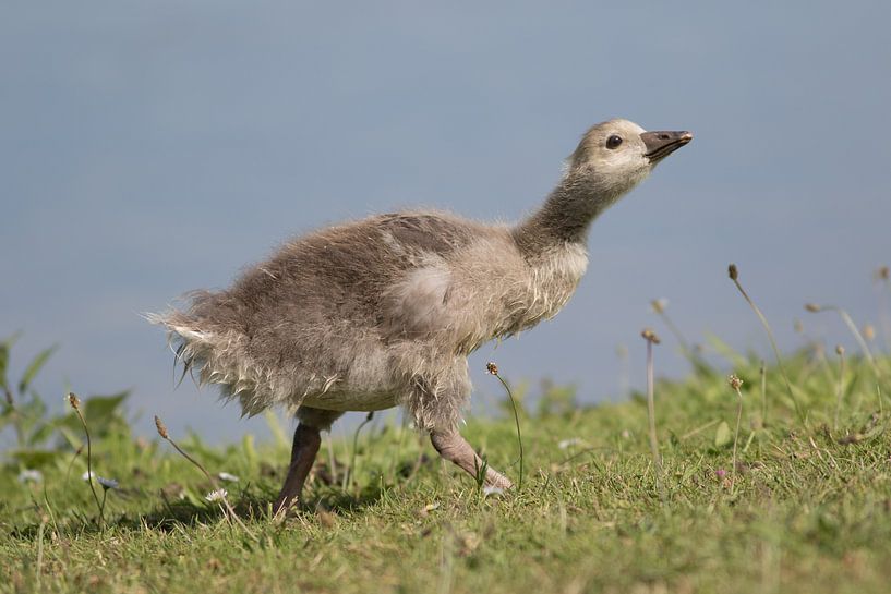 young greylag goose in spring along the ijssel lake by Peter Buijsman
