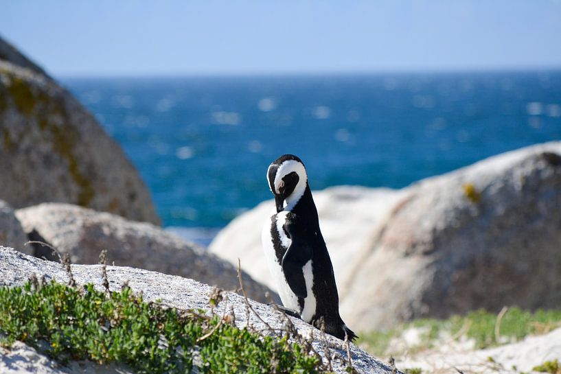 Pinguin in Kaapstad von Mylène Amoureus