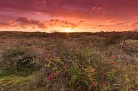 Zonsondergang in de duinen van Texel