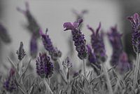 Black and White Lavender