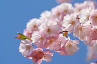 Fleurs de cerisier rose