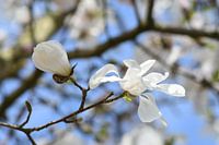White almond blossom