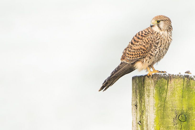 Crécerelle avec une proie par Danny Slijfer Natuurfotografie