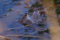 Un moment ensemble, Blue Frogs