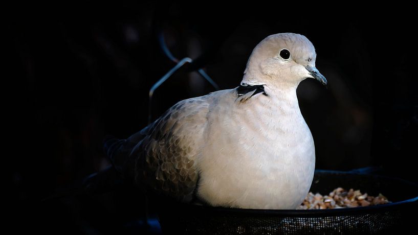 Licht uit, spot aan! van Jan van der Knaap