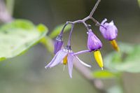 Pourpre aigre-doux avec jaune