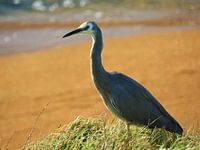 Het strand overschouwen in Katiki Point, Nieuw-Zeeland