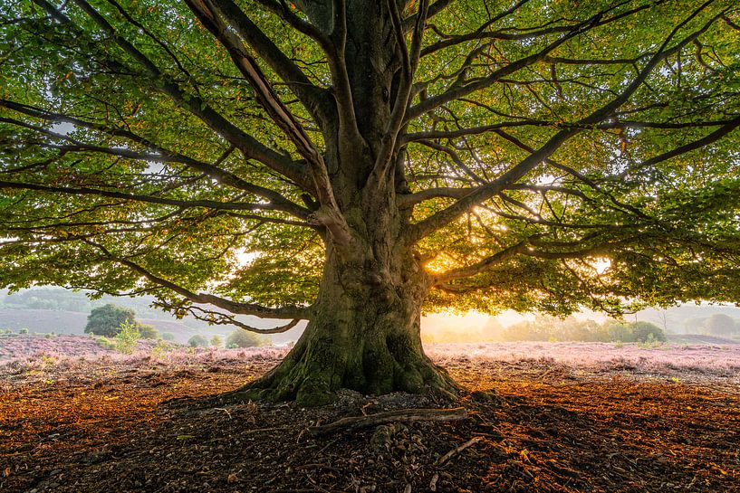 Abris par Martijn van der Nat