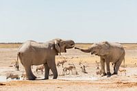 Trinkende Elefanten im Etosha-Nationalpark, Namibia
