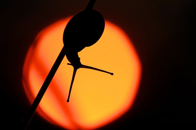 Slak tegen de ondergaande zon von Simon Hazenberg
