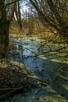 Lemna the greenery that lies on the water.