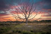 Abgestorbener Baum auf der Kampina