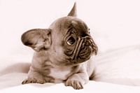 Französische Bulldogge