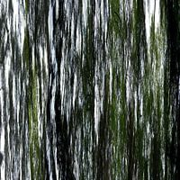 Linear forrest (04w)