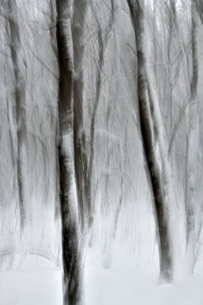 Young trees in the snow by Oliver Lahrem