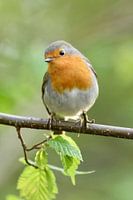 Robin Redbreast ( Erithacus rubecula ) in spring, garden bird, looks cute, vernal green colors, wild