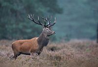 Bronzehirsche im Moor