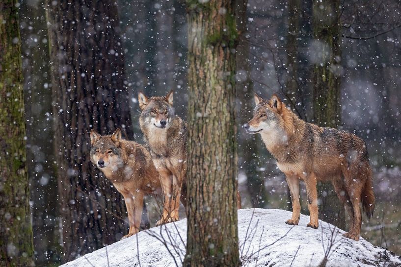 wolf pack by gea strucks