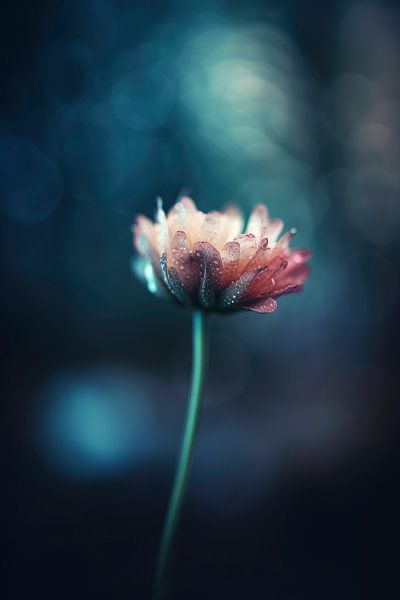 Night Wish von Treechild