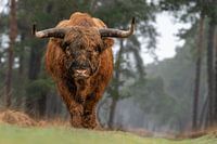 Schottischer Highlander