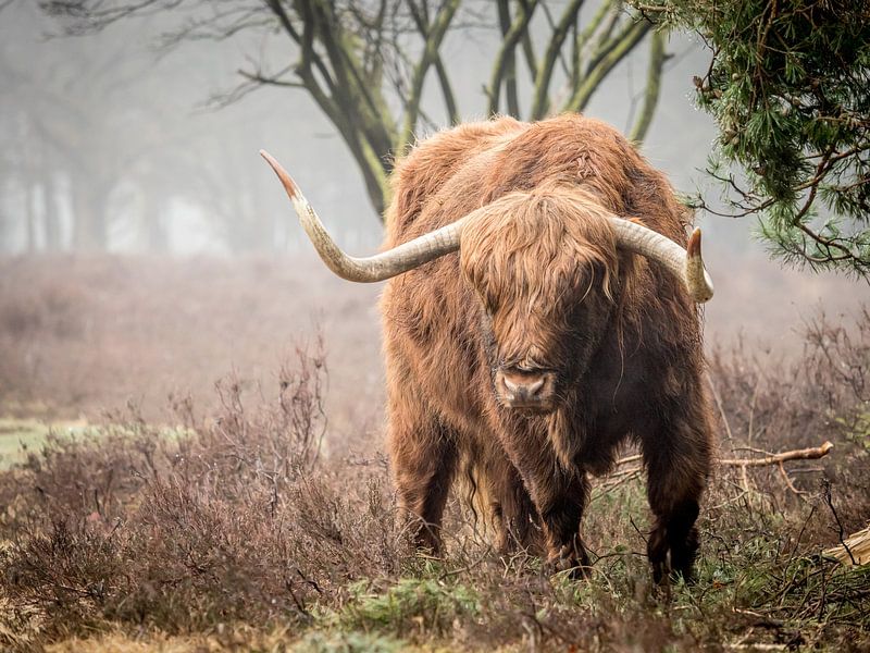 Imposing by Mattijs Diepraam