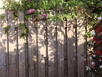 Zaun mit rosa, weißen und roten Blüten bewachsen