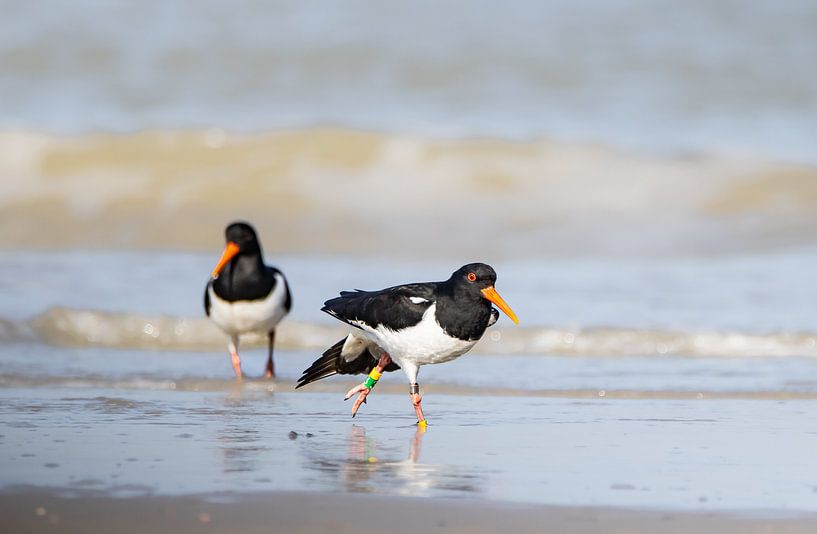 Austernfischer an der Küste von natascha verbij