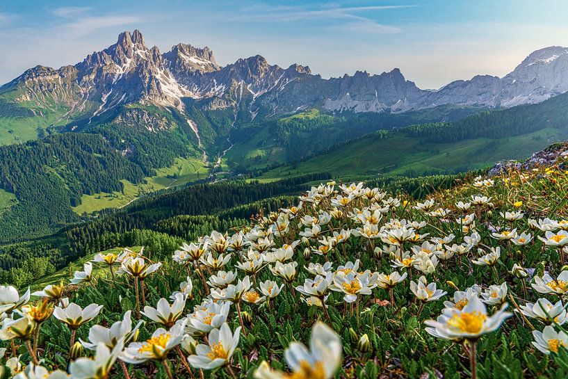 Berglandschaft &quot;Blumen in den Salzburger Dolomiten&quot;. von Coen Weesjes