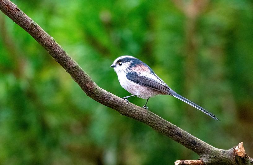Mésange à longue queue par Merijn Loch
