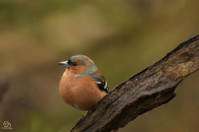 pinson (mâle) par cd_photography