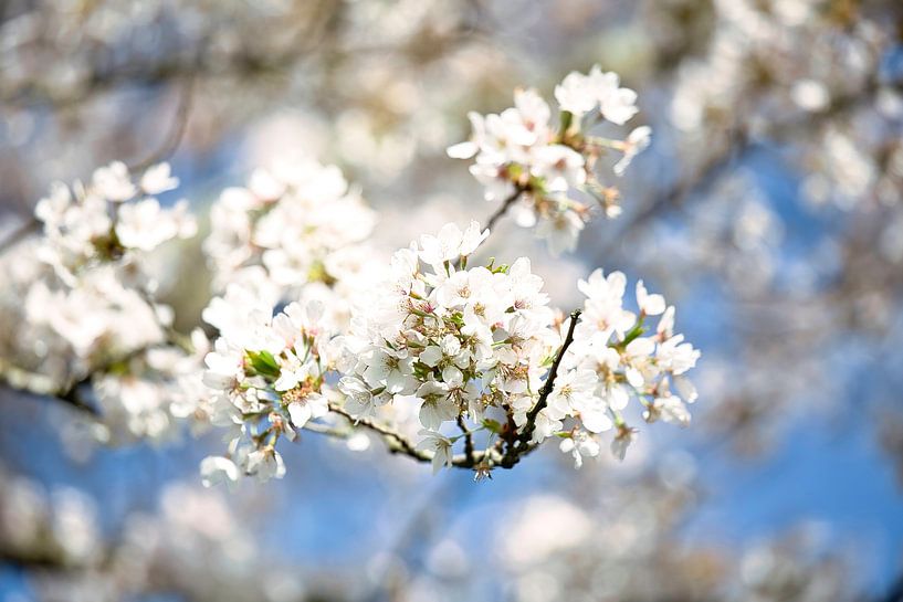 White blossoms and a clear blue sky by Lindy Schenk-Smit