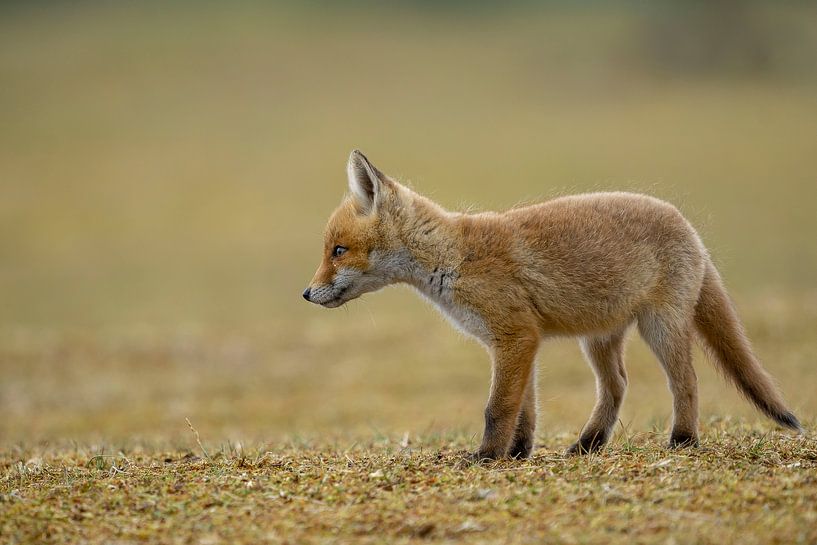 junger Fuchs von Rando Kromkamp Natuurfotograaf