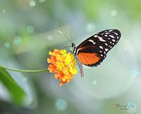 Heliconius-doris-Schmetterling auf einer Austauschblume (Lantanas Camara)