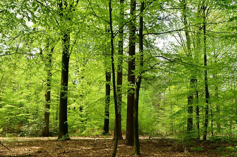 Forest in spring by Corinne Welp