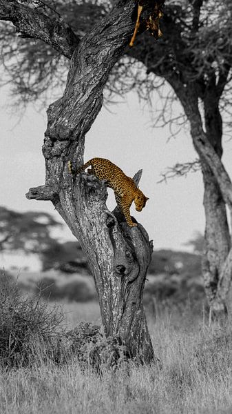 Leopard mit Beute von Nils Toonen