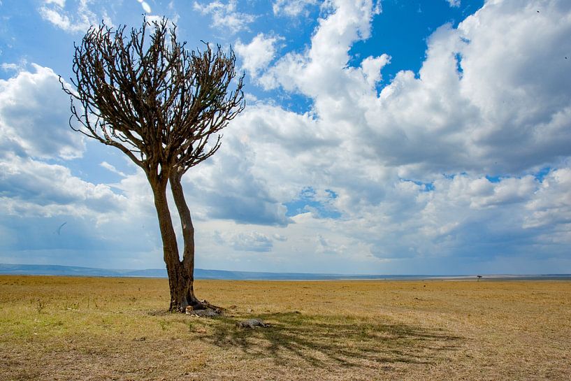 3 Brüder unter dem Baum von Peter Michel