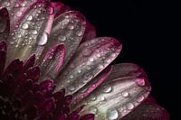 Gros plan sur un gerbera | Nature morte