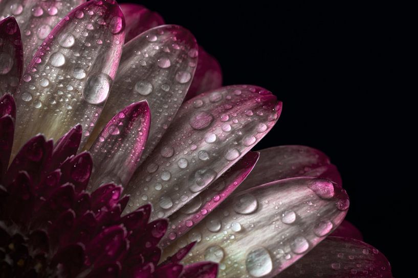 Nahaufnahme Gerbera | Stilleben von Steven Dijkshoorn