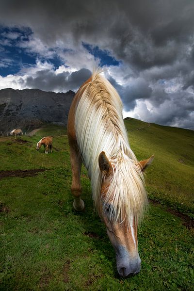 South Tyrol Haflinger horse in the Dolomites by Martina Weidner