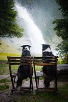 2 chairs | 2 border collies