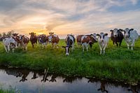 Sonnenuntergang mit Kühen