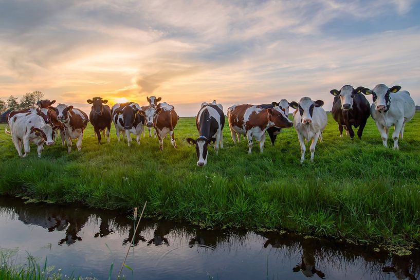 Sonnenuntergang mit Kühen von Wim Kanis