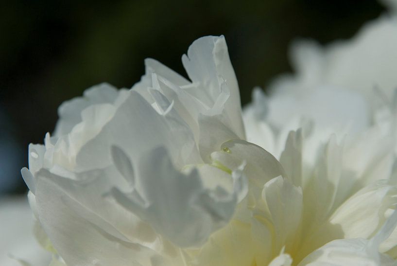Drawn By Nature, Paeonia - Pfingstrose weiss #001 von Peter Baak