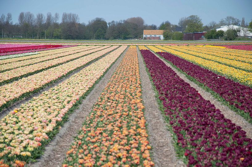 United colors of flowers I von Arthur Wijnen