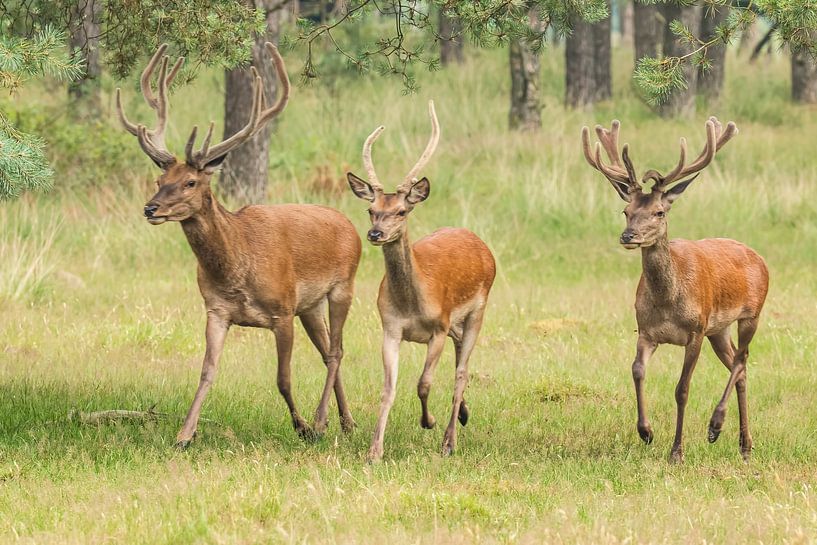 Cerf rouge, cerf sur le Veluwe. par Gert Hilbink