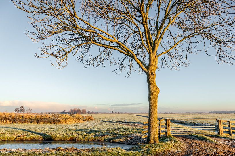 Kale boom aan de rand van een bevroren weiland, Bleskensgraaf van Ruud Morijn